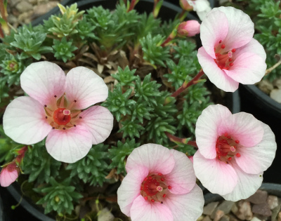 Saxifraga 'Pink Star'